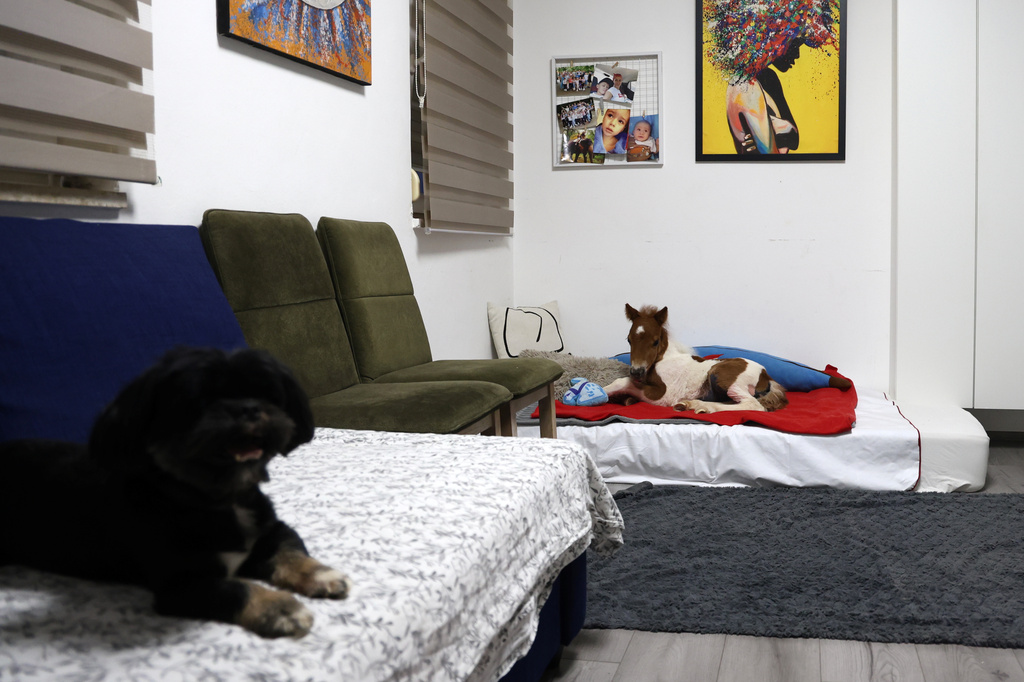 A pony named Mile rests on a mattress in an apartment in Rovinj, Croatia, on June 13, 2026. (AP Photo)