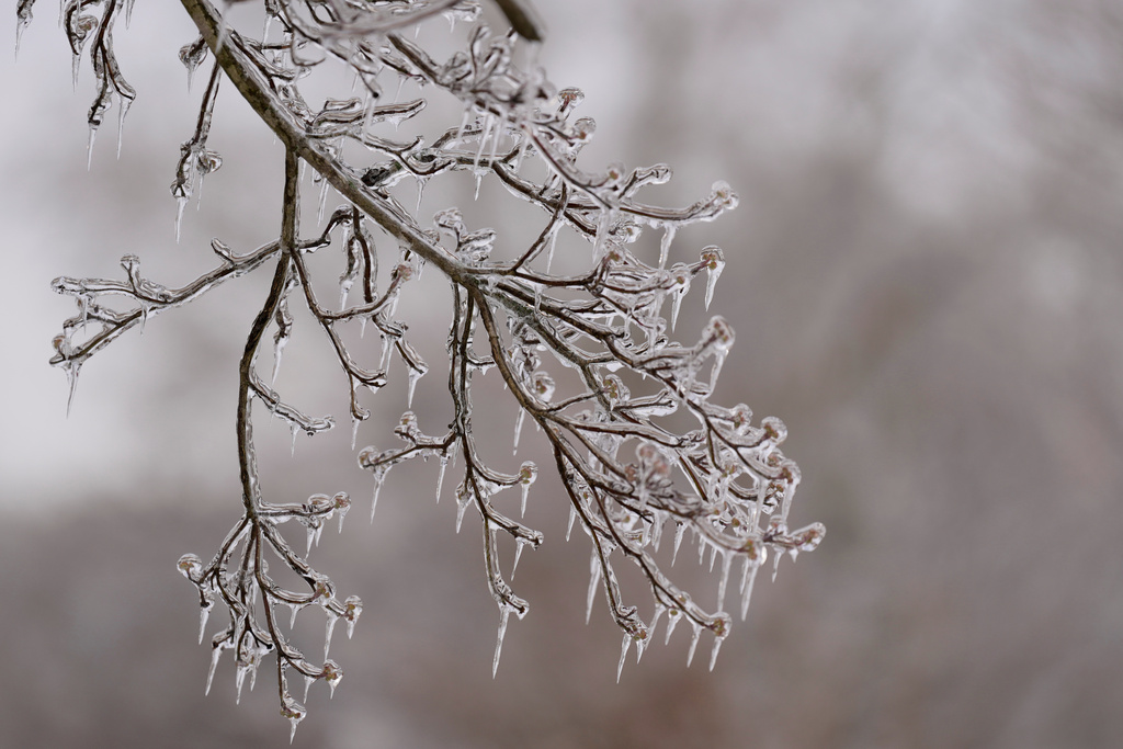 Ice covers a tree branch Wednesday, Jan. 28, 2026, in Nashville, Tenn. after a winter storm passed through area over the weekend. (AP Photo/George Walker IV)
