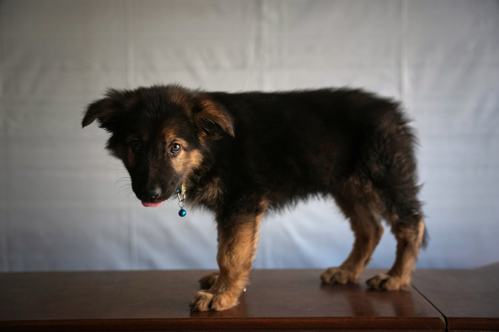 Simba, a dog being treated for gastroenteritis, stands inside a veterinary clinic in Gaza City, Saturday, June 6, 2026. (AP Photo/Abdel Kareem Hana)