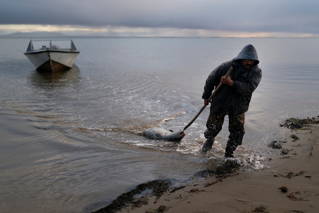 FILE - Seal hunter Wilbur Kuzuzuk, 53, drags a spotted seal, his only catch of the day, to the edge of the lagoon in Shishmaref, Alaska, on Oct. 4, 2022. (AP Photo/Jae C. Hong, File)