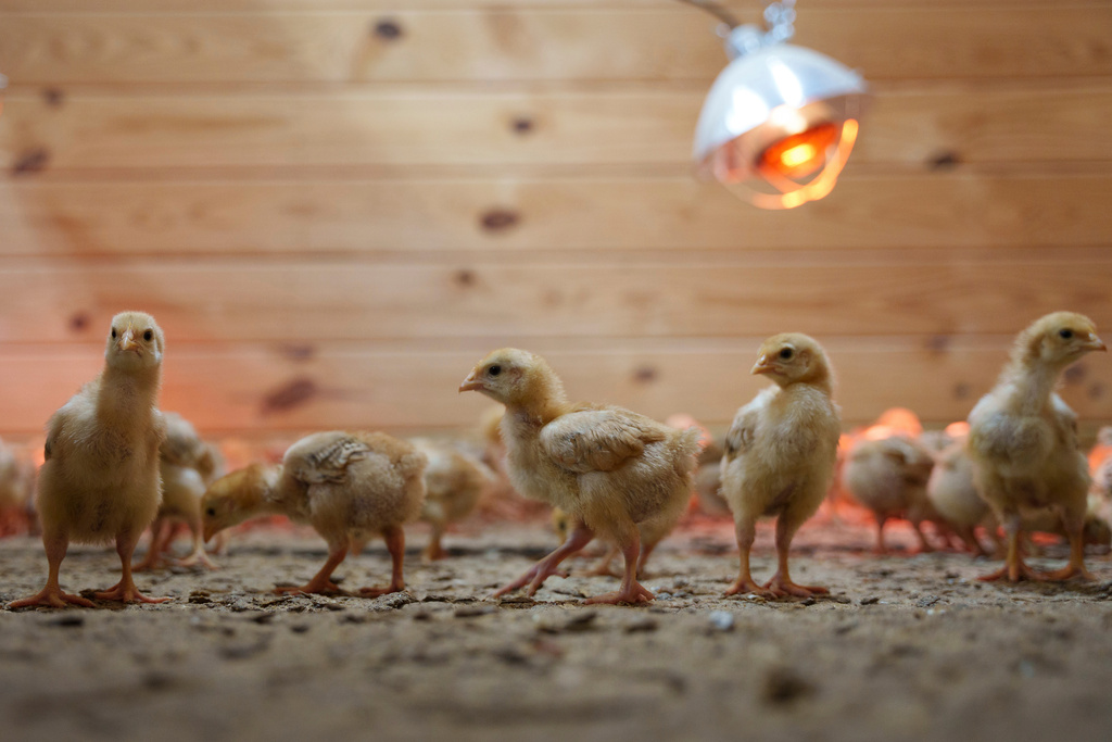 FILE - Hundreds of chicks mill around a stall at First State Animal Center and SPCA on May 16, 2025, in Camden, Del. (AP Photo/Mingson Lau, File)