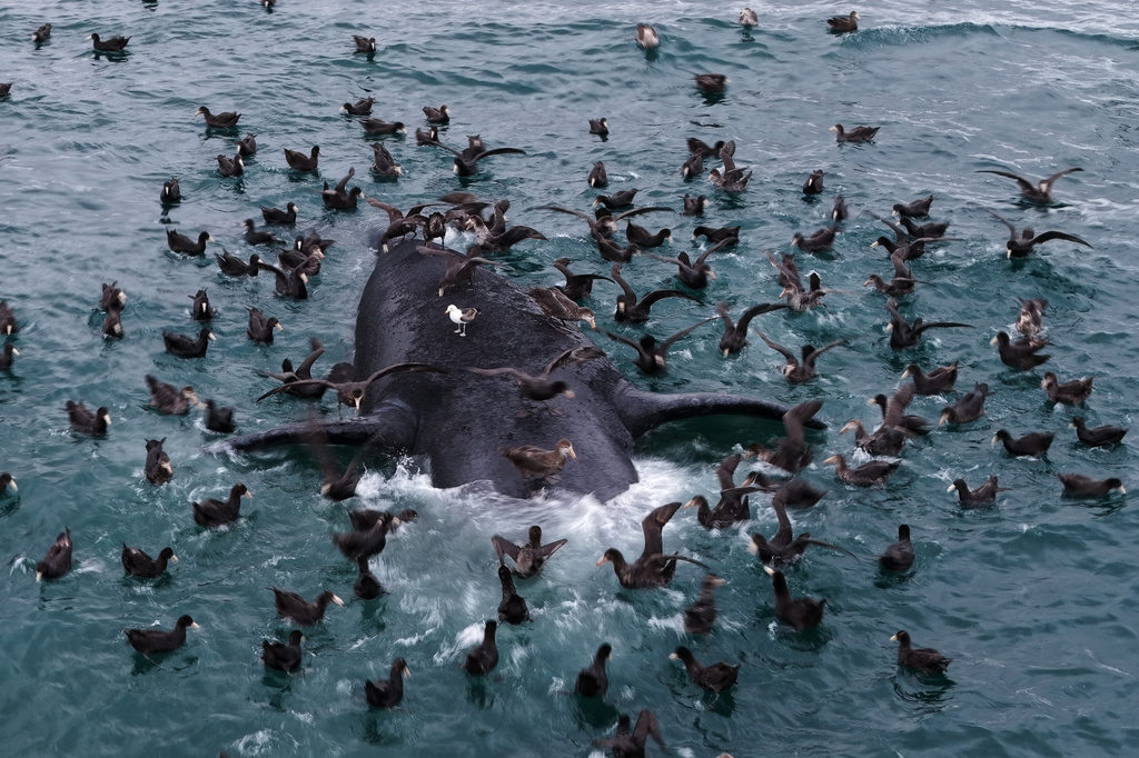 Seabirds perch on the carcass of a southern right whale off El Doradillo Beach near Puerto Madryn, Argentina, Wednesday, Sept. 30, 2026. (AP Photo/Maxi Jonas)