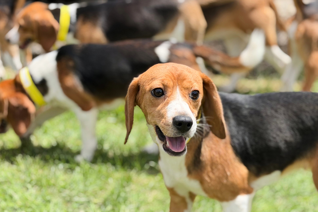 Beagles roam the grass on Monday, June 15, 2026, in Marshall, Wis. (Big Dog Ranch Rescue via AP)