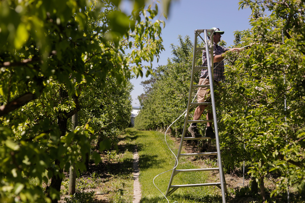 Greg Burtt, owner of Burtt's Apple Orchard, ties tubing around an apple tree to stabilize it Wednesday, June 3, 2026, in Cabot, Vt. (AP Photo/Amanda Swinhart)