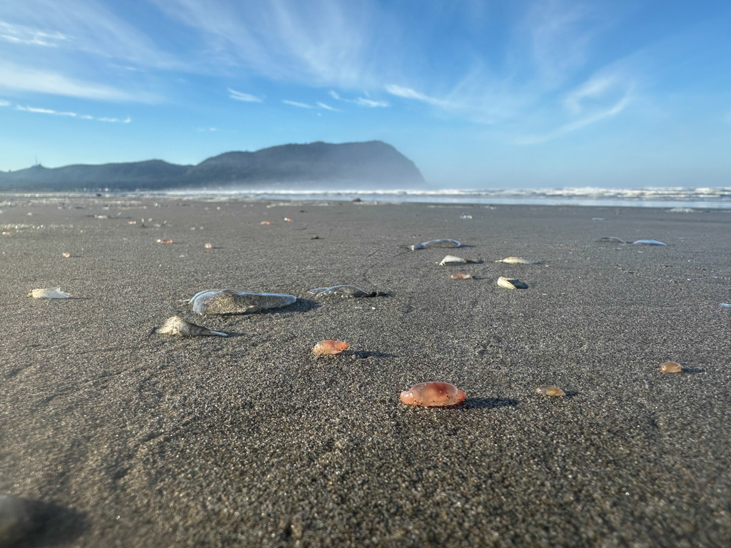 This photo provided by Seaside Aquarium shows skin breathing sea cucumbers sitting on a beach in Seaside, Ore., on Tuesday, Oct. 21, 2025. (Tiffany Boothe/Seaside Aquarium via AP)