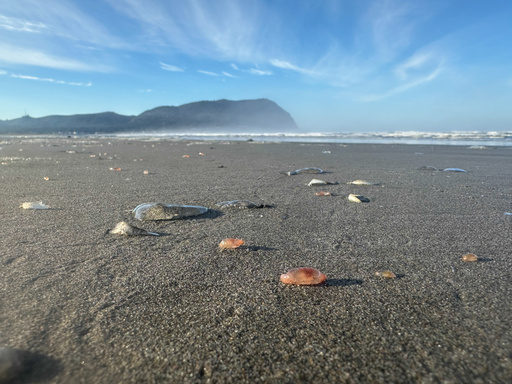 This photo provided by Seaside Aquarium shows skin breathing sea cucumbers sitting on a beach in Seaside, Ore., on Tuesday, Oct. 21, 2025. (Tiffany Boothe/Seaside Aquarium via AP) This photo provided by Seaside Aquarium shows skin breathing sea cucumbers sitting on a beach in Seaside, Ore., on Tuesday, Oct. 21, 2025. (Tiffany Boothe/Seaside Aquarium via AP)