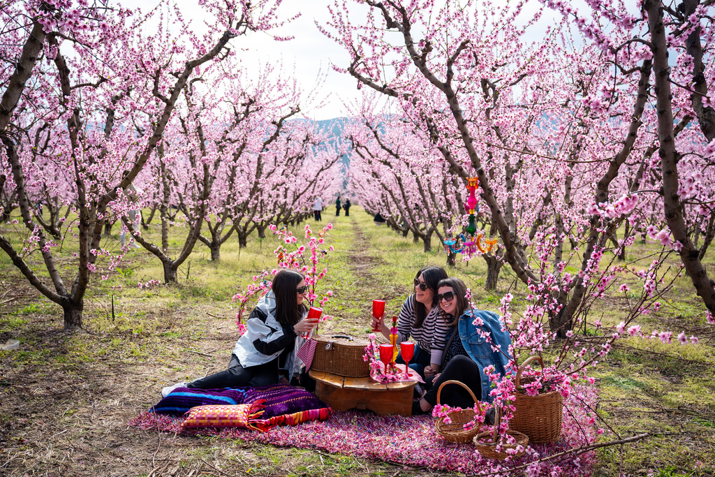 People enjoy a picnic among the blooming peach trees at an event to encourage the public to visit the blossoms near the city of Veria, northern Greece, on Sunday, March 22, 2026. (AP Photo/Giannis Papanikos)