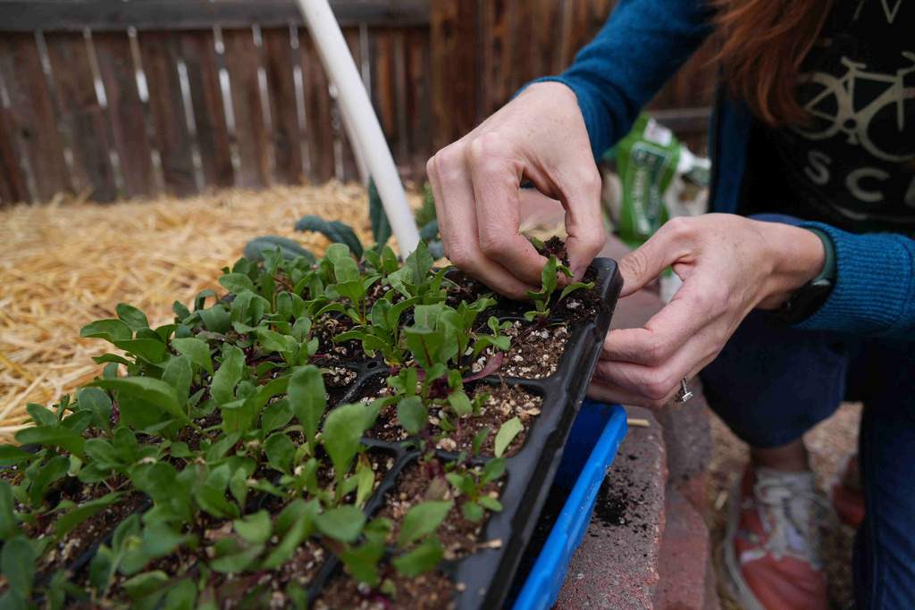 Heather Grady plants a beet seedling Thursday, April 9, 2026, in Denver. (AP photo/Brittany Peterson)