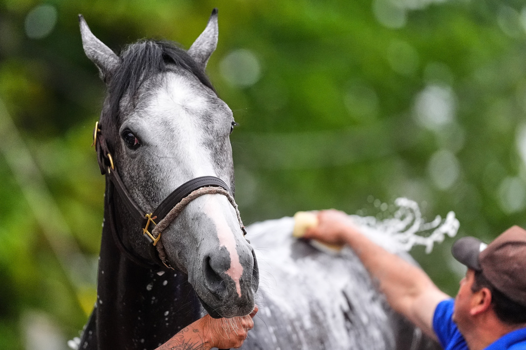 Kentucky Derby alternate Great White gets a bath after a workout at Churchill Downs Tuesday, April 28, 2026, in Louisville, Ky. (AP Photo/Charlie Riedel)