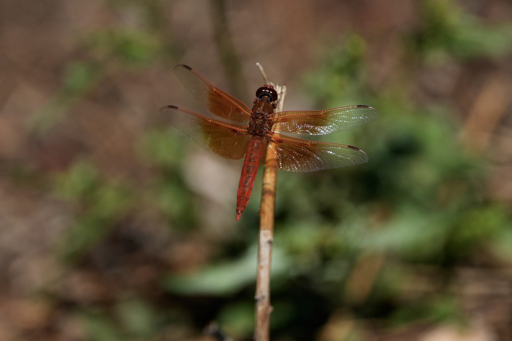A dragonfly rests on a plant at the Lake Merritt Dragonfly Habitat Garden in Oakland, Calif., Friday, Aug. 21, 2026. (AP Photo/Jeff Chiu)