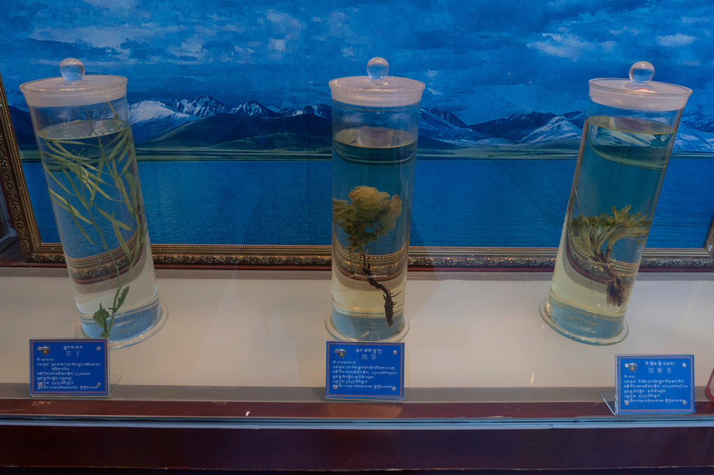 Herbs used in traditional Tibetan medicine produced by the Xizang Gansu Tibetan Medicine Co. Ltd are seen in preserved in jars in Lhasa, in western China's Tibet Autonomous Region on Wednesday, July 22, 2026 as seen during a government organized visit for foreign journalists. (AP Photo/Ng Han Guan)