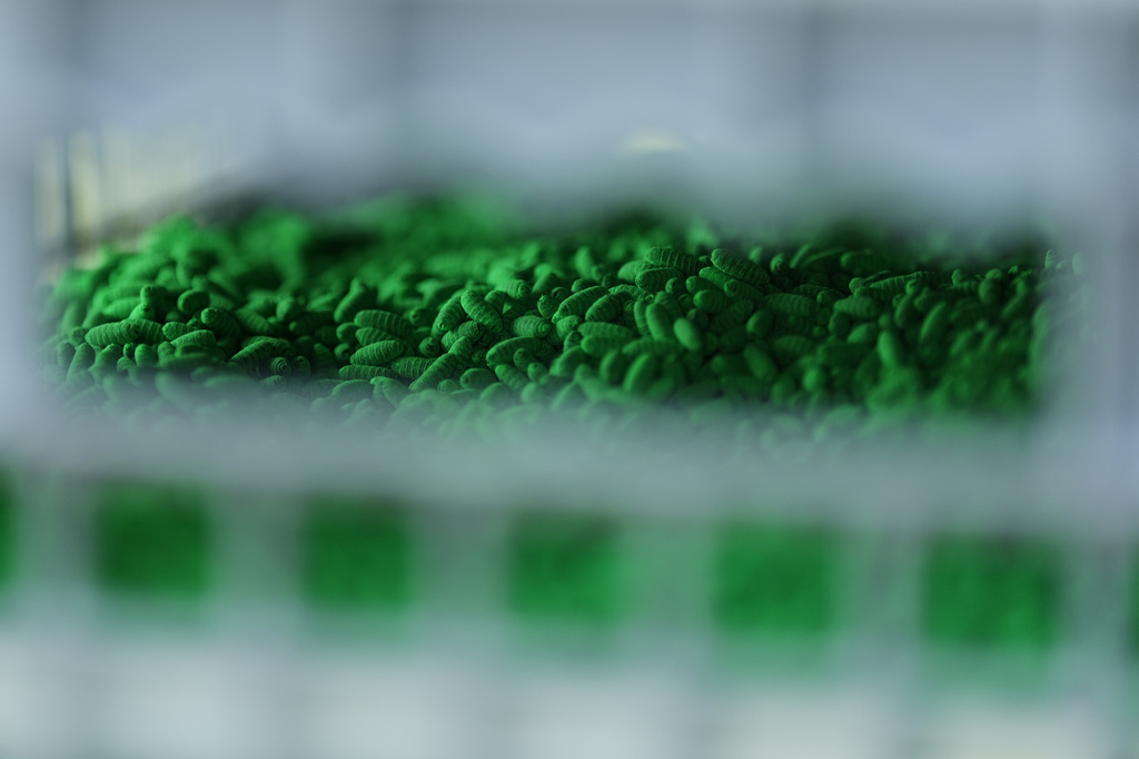 Thousands of dyed fly pupae are seen in a sterile fly dispersal station placed by the U.S. Department of Agriculture to combat the spread of the New World screwworm fly on grounds of a ranch near La Pryor, Texas, Thursday, June 11, 2026. (AP Photo/Eric Gay)