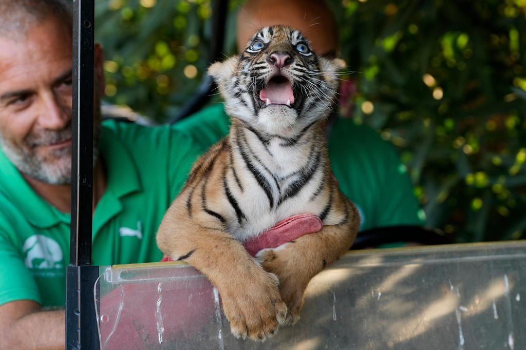 A two-month-old female Sumatran tiger cub observes the Attica Zoological Park near Athens, Greece, on Tuesday, Sept. 8, 2026, after its first vaccination and microchipping, as part of an effort to build a backup population of the critically endangered species. (AP Photo/Thanassis Stavrakis)