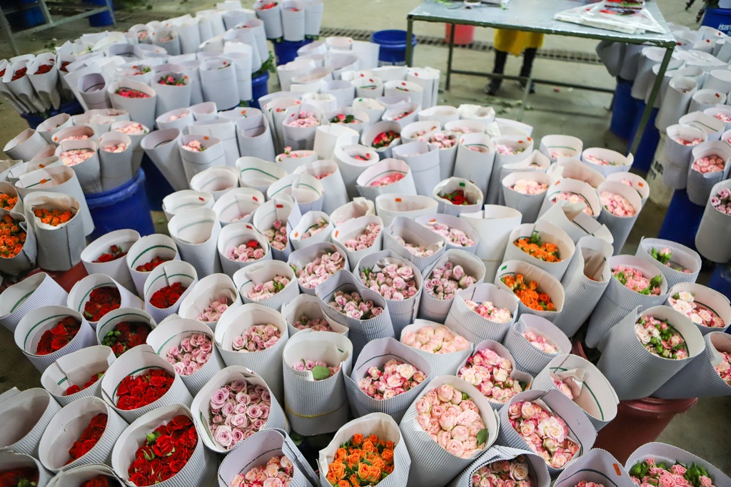 Flowers wait for shipment at the Isinya Roses farm in Kajiado, Kenya, Tuesday, March 24, 2026, as Kenya's flower industry is losing up to $1.4 million a week as the Iran war cuts demand and disrupts shipping. (AP Photo/Patrick Ngugi)