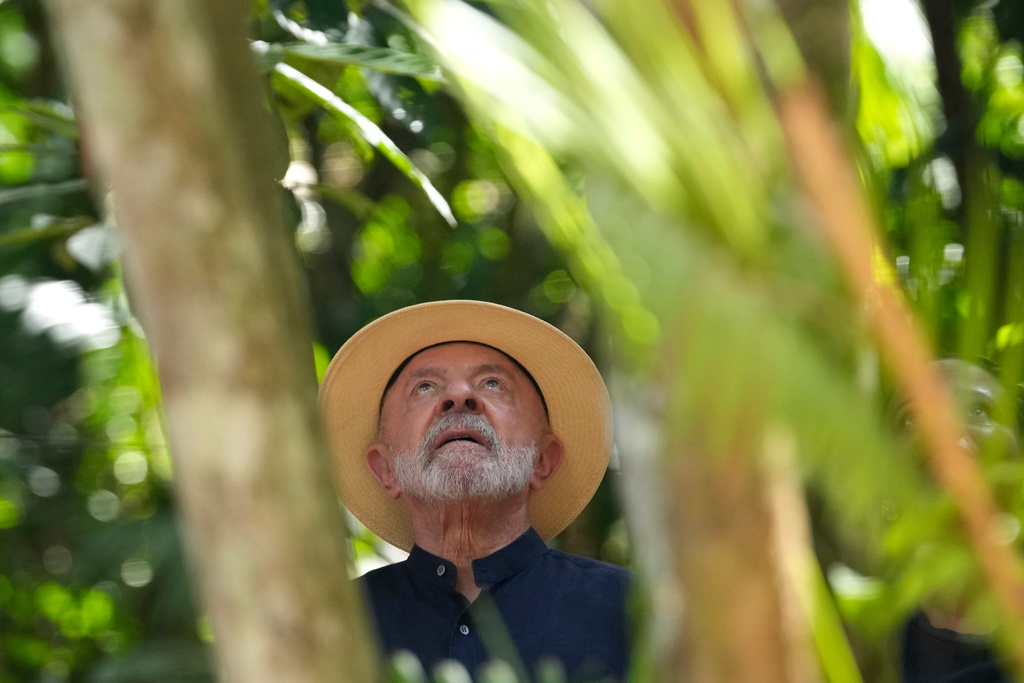 Brazil's President Luiz Inacio Lula da Silva looks up at an acai tree during a meeting with descendants of slaves in a settlement in Itacoa Miri, Combu island, Belem, Para state, Brazil, Monday, Nov. 3, 2025, ahead of the COP30 U.N. Climate Summit. (AP Photo/Eraldo Peres)