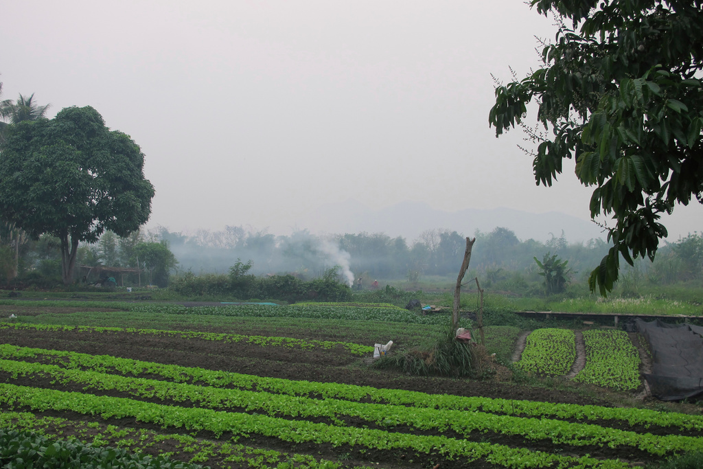 FILE - Farmers burn crop waste from a field outside the Laos UNESCO heritage site of Luang Prabang, Saturday, April 6, 2024. (AP Photo/Elaine Kurtenbach, File)
