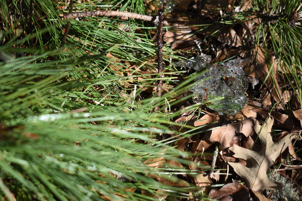 In some places bits of ice remained as temperatures reached 70 degrees Fahrenheit Friday, Feb. 6, 2026 in Oxford, Ms. (AP Photo/Sophie Bates)