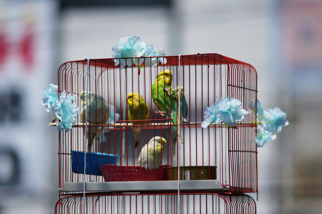 A decorated cage sits on a street during an annual pilgrimage of bird vendors to the Basilica of Guadalupe in Mexico City, Sunday, March 29, 2026. (AP Photo/Eduardo Verdugo)