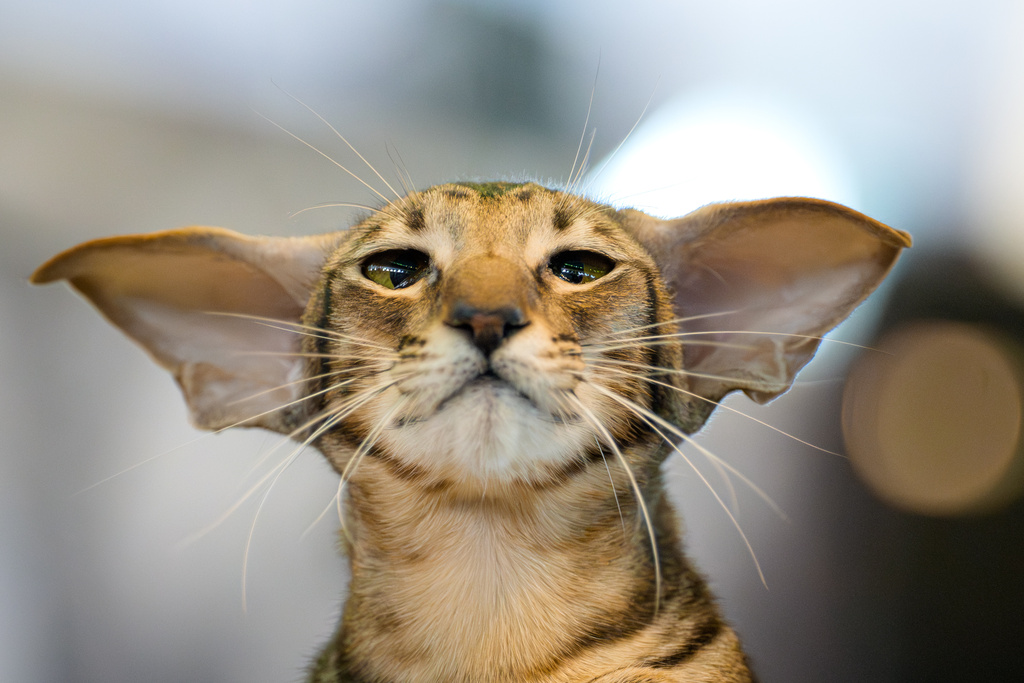 An Oriental Shorthair cat waits to be evaluated by a judge during the FIFe World Show Romania 2025, the world's largest cat event, held in a different country every year, which brought together more than 1000 cats from over 30 countries, in Bucharest, Romania, Saturday, Oct. 25, 2025. (AP Photo/Andreea Alexandru)