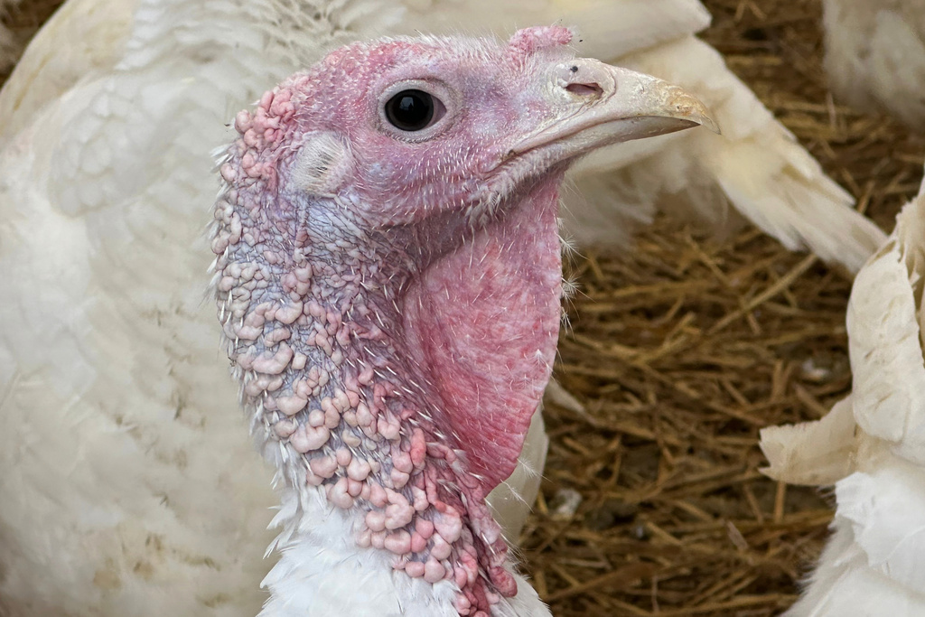 A turkey is seen on a farm Thursday, Nov. 20, 2025, in Sylvan Township, Mich. (AP Photo/Mike Householder)