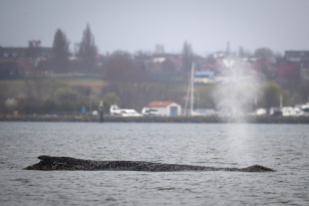 A whale lies on a sandbank in the Bay of Wismar, Germany, Saturday, March 28, 2026. (Philip Dulian/dpa via AP)