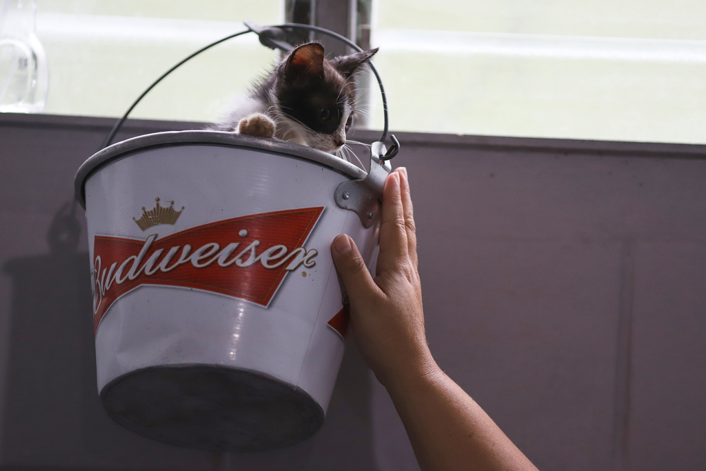 Rafaela Perez plays with a rescued cat who she cares for at the Hogar Buena Fortuna pet shelter, which operates from her home in Mejicanos, El Salvador, Monday, Oct. 13, 2025. (AP Photo/Salvador Melendez)