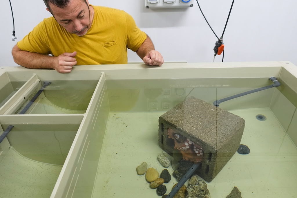 Research technician Antonio Casalini checks a female of octopus at a research lab in Cesenatico, Italy, Thursday, Aug 20, 2026. (AP Photo/Luca Bruno)