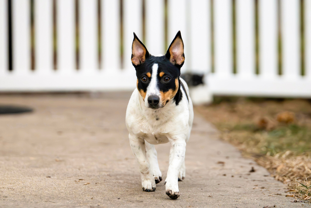 A Teddy Roosevelt Terrier walks outdoors, Feb. 6, 2024. (American Kennel Club via AP)