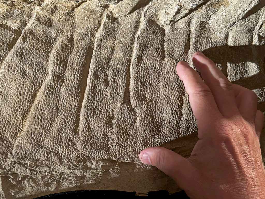 This image provided by the University of Chicago shows the scaly skin of a young mummified dinosaur found in Wyoming. (Tyler Keillor/University of Chicago via AP)