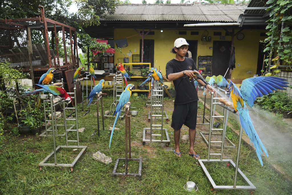 A keeper cleans macaw perch stands in Depok, on the outskirts of Jakarta, Indonesia, Tuesday, Aug. 12, 2025. (AP Photo/Tatan Syuflana)
