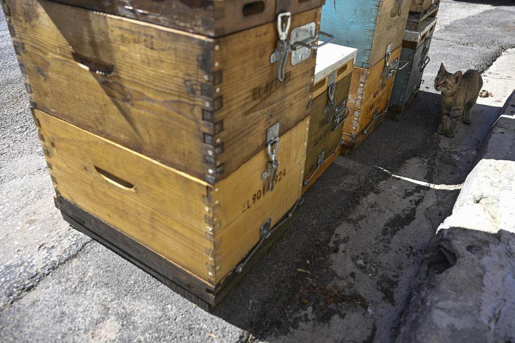 A cat looks at beehives by the sidewalk in the Ilioupoli suburb of Athens, Greece, July 3, 2025. (AP Photo/Michael Varaklas)