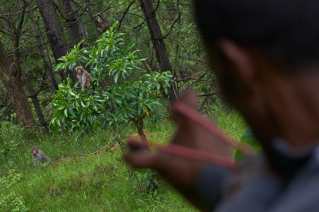 A farmer uses a slingshot while guarding crops and keeping monkeys away in Dharamghar, Dolakha district, about 86 kilometers (53 miles) east of Kathmandu, Nepal, Saturday, July 25, 2026. (AP Photo/Niranjan Shrestha)