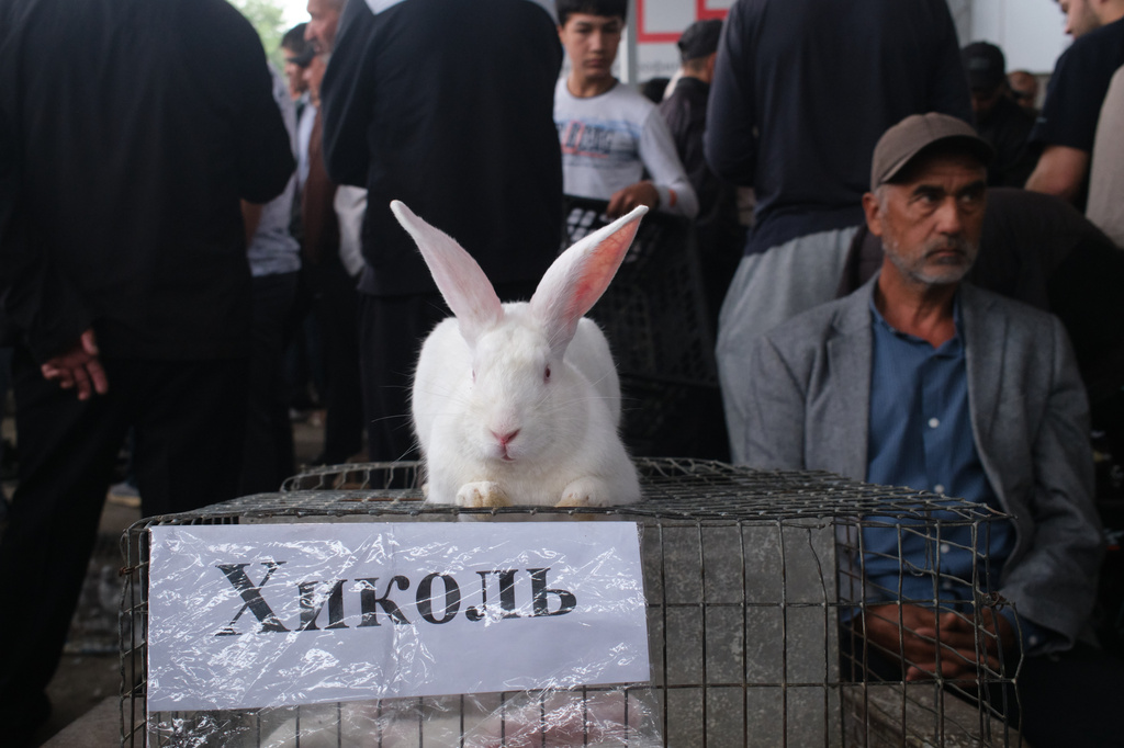 A broiler Hycole rabbit, bred for meat, sits for sale at the weekly animal market in Panjshanbe Bazaar in Khujand, Tajikistan, Sunday, May 3, 2026. (AP Photo/Jon Orbach)