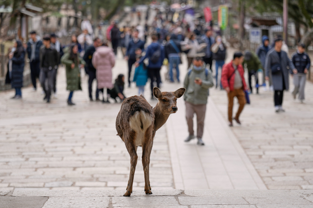 A deer waits for food from tourists near Todaiji temple, in Nara, western Japan, Wednesday, Jan. 14, 2026, where more than 1,000 free-roaming deer considered sacred in Shinto belief have become one of the city's most popular tourist attractions. (AP Photo/Eugene Hoshiko)