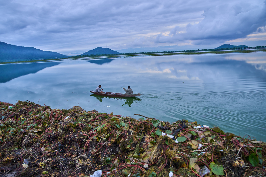 Kashmiri fishers on a boat row past weed and lotus leaves lying on the bank of Dal Lake in Srinagar, Indian controlled Kashmir, Monday, May 4, 2026. (AP Photo/Dar Yasin)
