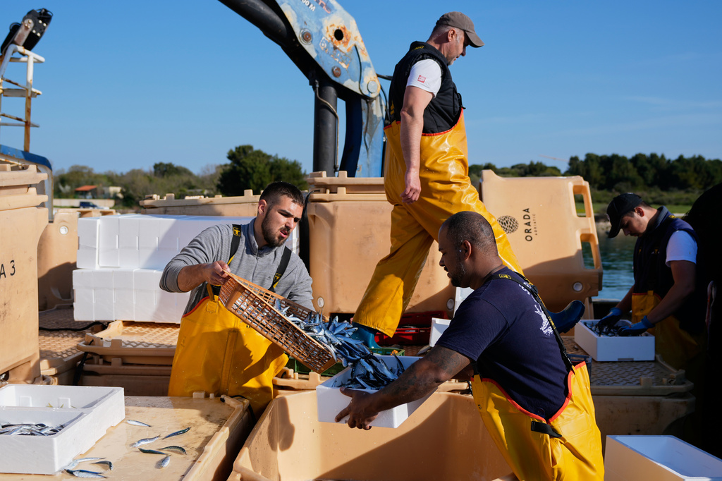 Fishermen handle their catch after returning from fishing in the port of Liznjan, Croatia, Tuesday, April 7, 2026. (AP Photo/Darko Bandic)