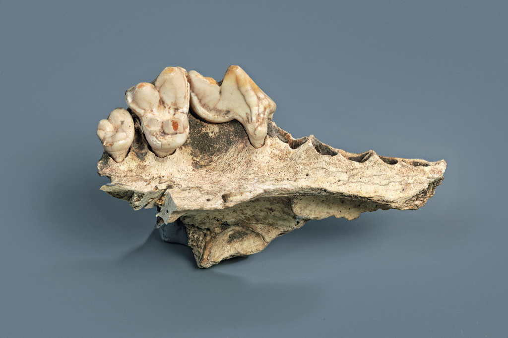 This July 2019 image provided by the Cantonal Archaeological Service of Schaffhausen shows an ancient dog jawbone that was found in the Kesserloch cave in Switzerland. (Ivan Ivic/Cantonal Archaeological Service of Schaffhausen via AP)