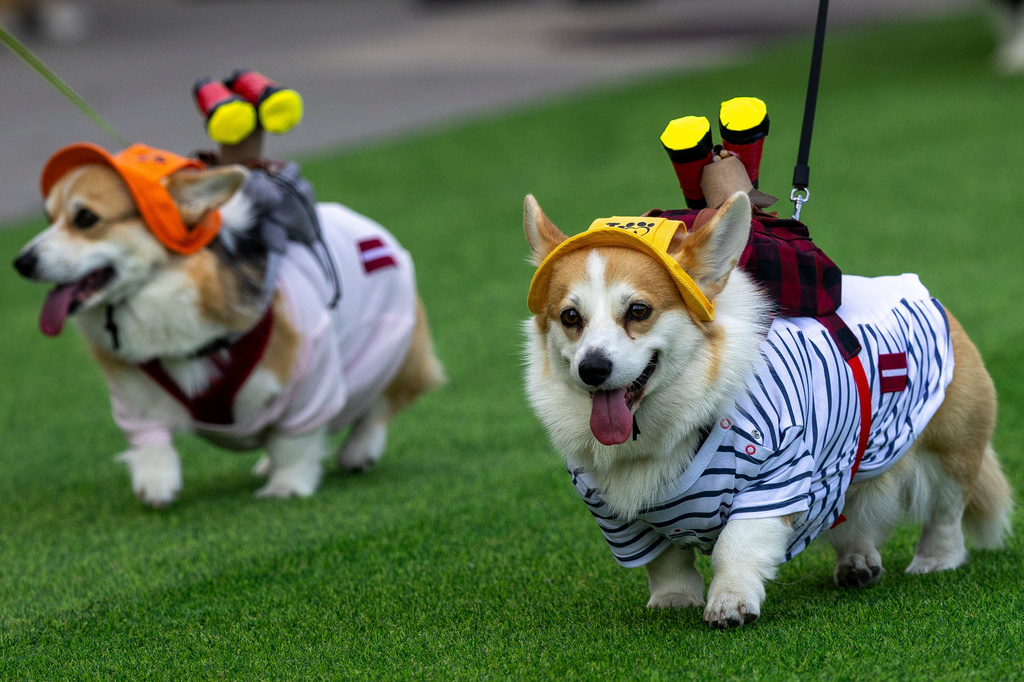 A corgi dog participates in a fashion show during a international event Corgi Race Vilnius 2026 in Vilnius, Lithuania, Saturday, Aug. 15, 2026. (AP Photo/Mindaugas Kulbis)