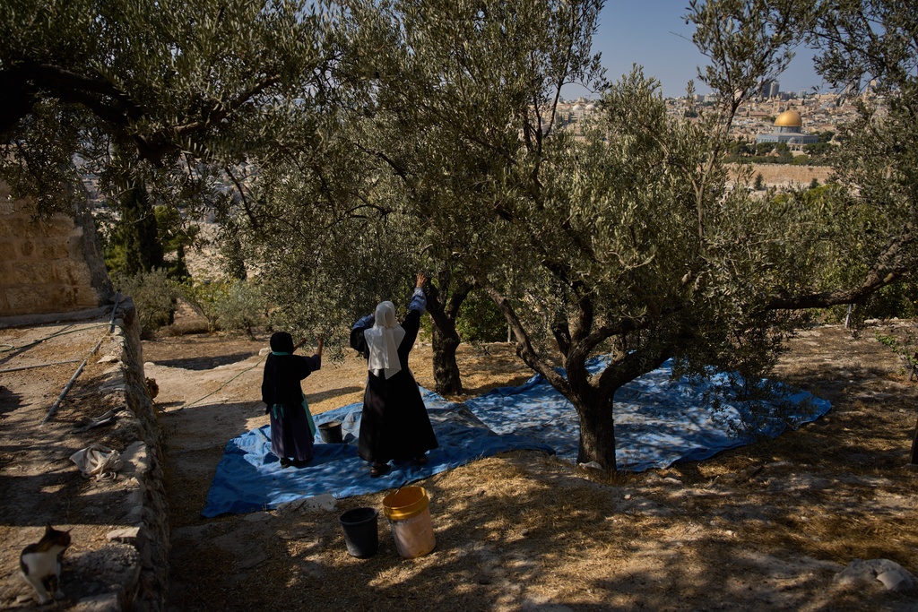 Sister Marie Benedicte and Sister Colomba, two Catholic nuns, harvest olives in their monastery's garden on the Mount of Olives, in Jerusalem, Friday, Oct. 17, 2025. (AP Photo/Oded Balilty)
