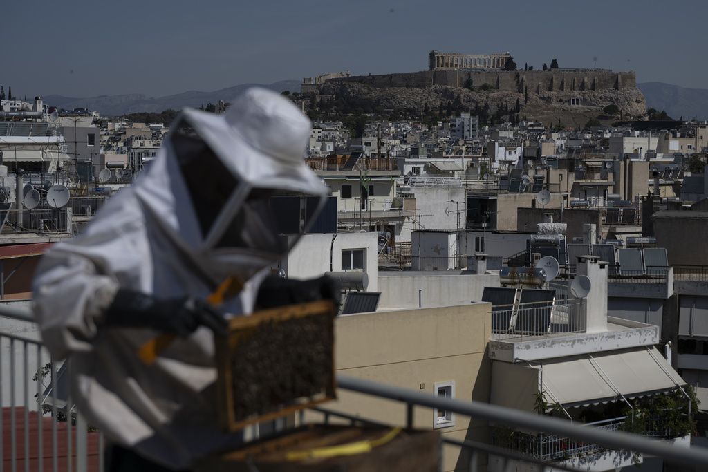 The ancient Acropolis hill stands in the background as Nikos Chadjilias inspects a beehive on a building's roof in Athens, Greece, May 29, 2025. (AP Photo/Michael Varaklas)