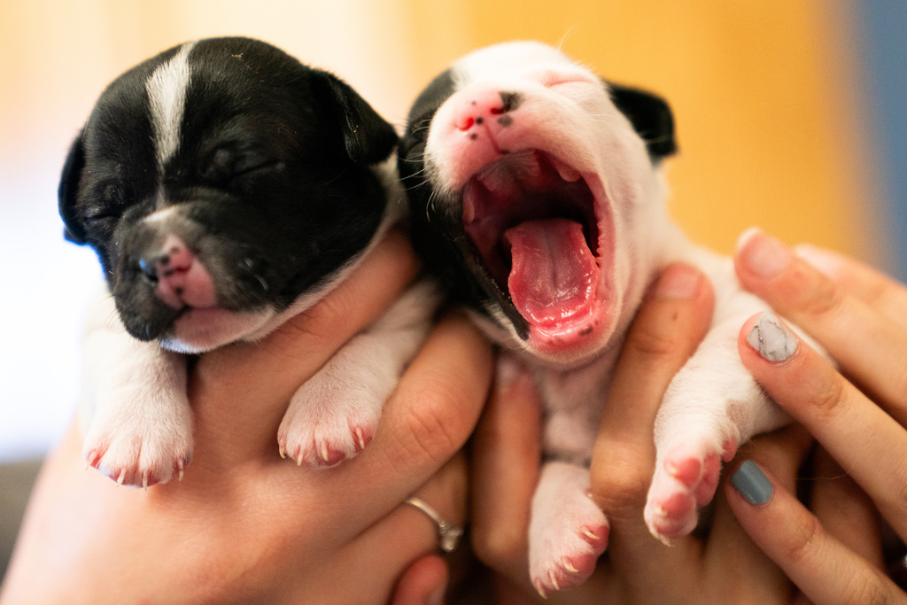 Seuk’s Army volunteers hold newborn puppies brought from an overwhelmed Southern animal shelter to be flown to foster and rescue groups farther north, between connecting flights at Culpeper Regional Airport in Brandy Station, Va., Nov. 23, 2025. (AP Photo/Allison Robbert)