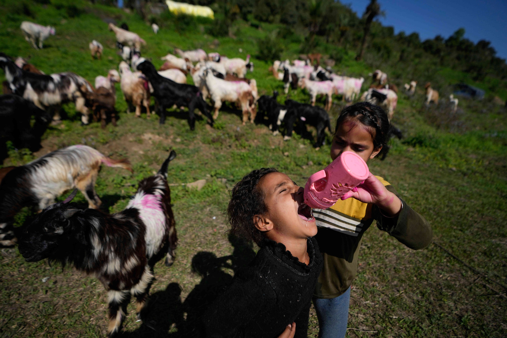A nomadic girl gives water to her sister as they pause with their goats on the outskirts of Jammu along the Jammu–Srinagar highway in Jammu, India, Monday, April 13, 2026, as they continue their seasonal migration between mountain pastures and the plains. (AP Photo/Channi Anand)