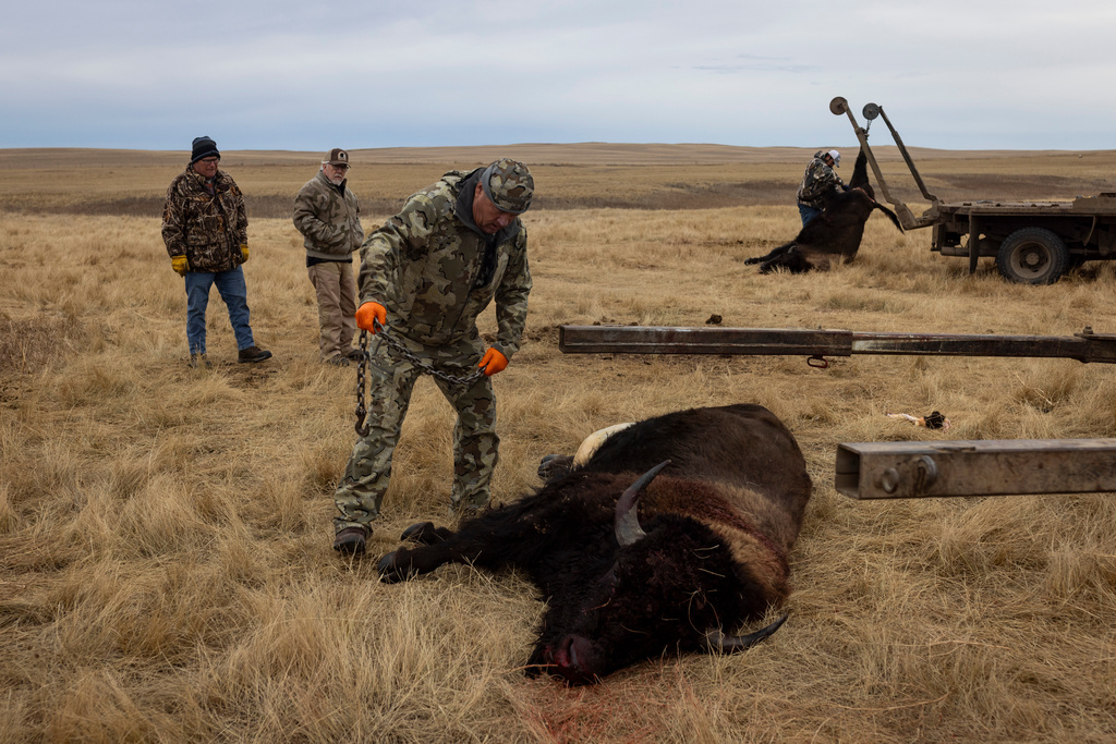 Buffalo manager Robert Magnan, center, field dresses a bison at the Fort Peck Assiniboine & Sioux Tribes Buffalo Ranch near Wolf Point, Mont., on Monday, Nov. 10, 2025. (AP Photo/Mike Clark)