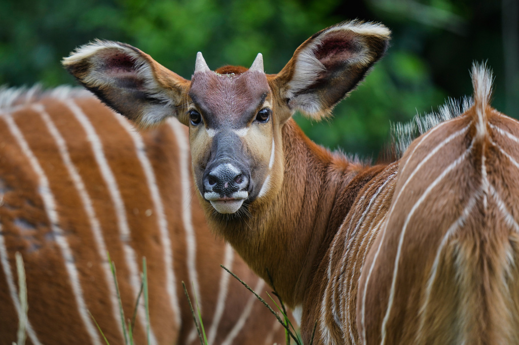 Critically endangered mountain bongos feed in a forest enclosure at the Mount Kenya Wildlife Conservancy in Nanyuki, Laikipia County, Kenya, Friday, May 8, 2026. (AP Photo/Brian Inganga)