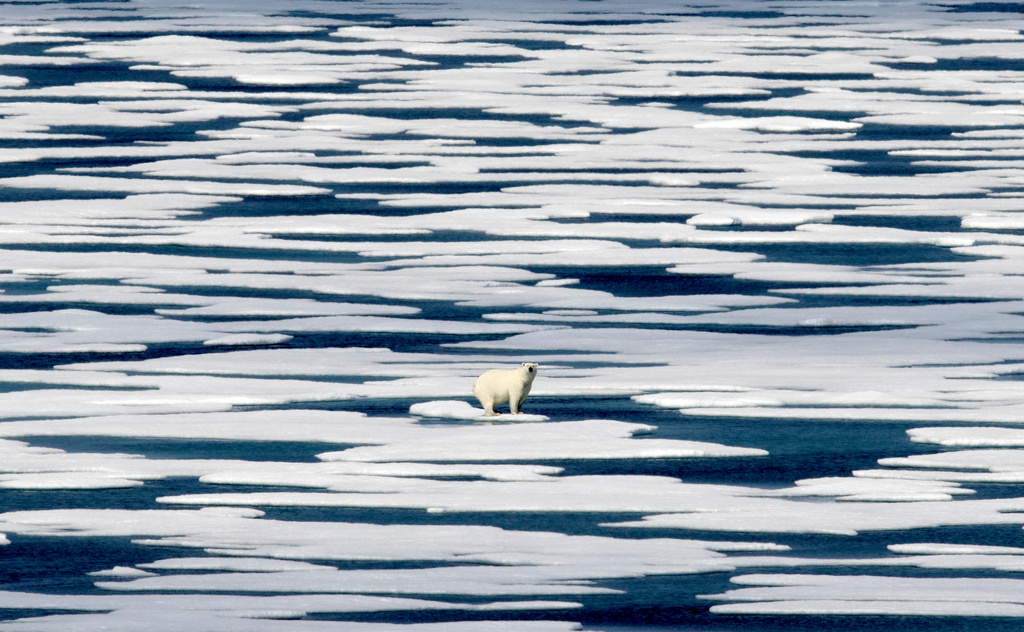 FILE - A polar bear stands on the ice in the Franklin Strait in the Canadian Arctic Archipelago, July 22, 2017. (AP Photo/David Goldman, File)