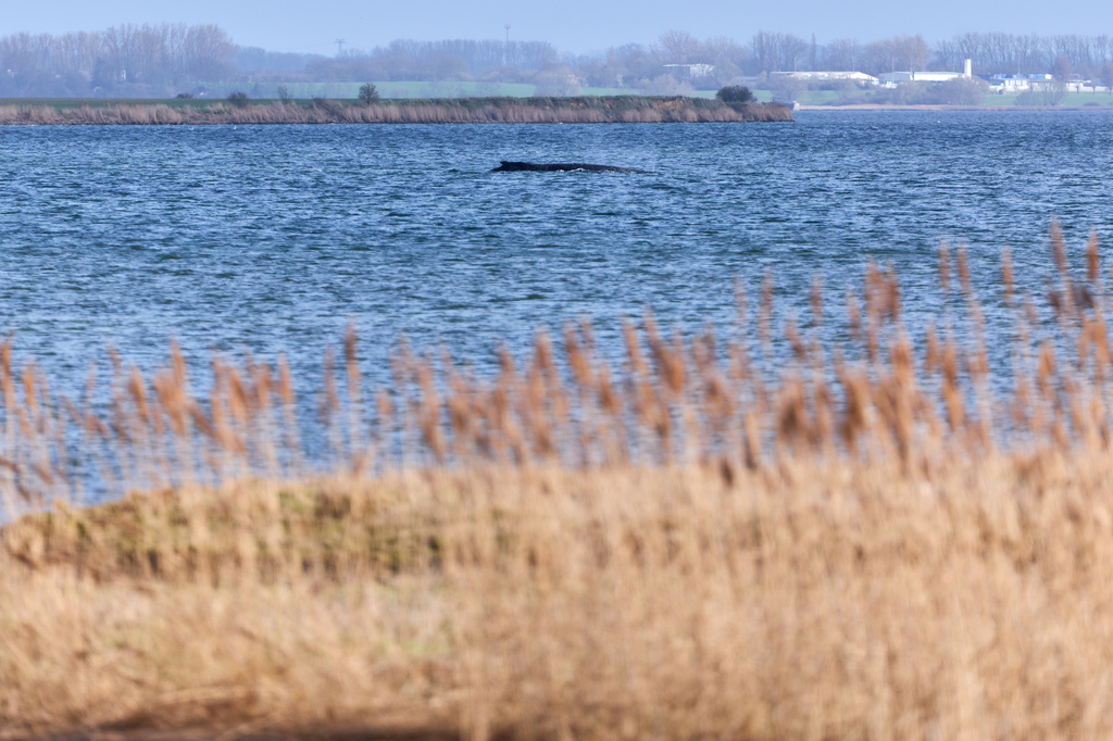 A humpback whale, that has become stranded repeatedly off Germany’s Baltic Sea coast in recent days has got stuck again and is pictured near the island of Poel in Weitendorf-Hof, Germany, Tuesday, March 31, 2026. (Marcus Golejewski/dpa via AP)