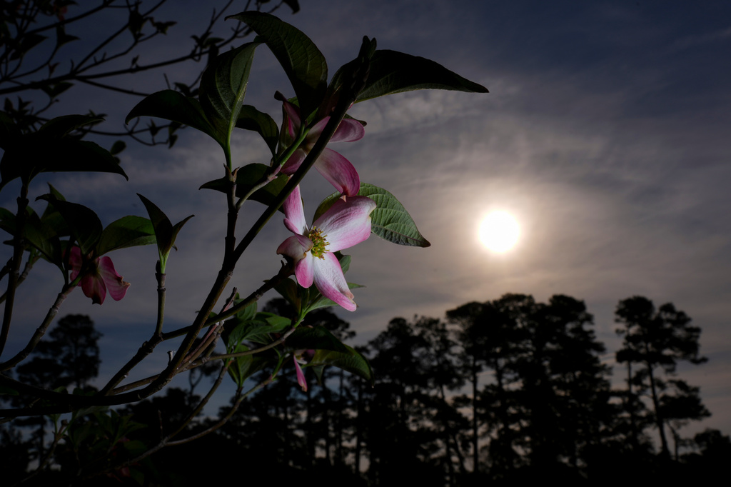 Pink dogwood blooms right of the second fairway are seen during a practice round ahead of the Masters golf tournament at the Augusta National Golf Club, Wednesday, April 8, 2026, in Augusta, Ga. (AP Photo/Matt Slocum)