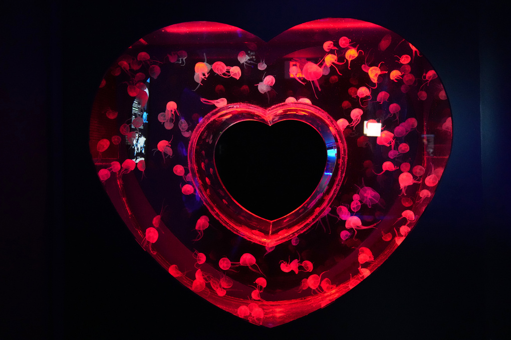 Moon jellyfish are displayed at the Jellyfish Museum, a facility that is home to about 20 unique species of jellyfish found in Florida and other parts of the world, Friday, Aug. 14, 2026, in Pompano Beach, Fla. (AP Photo/Lynne Sladky)