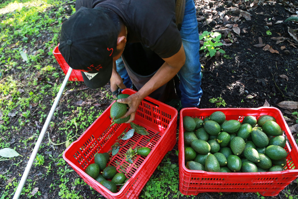 A farmhand harvests avocados at an orchard in Santa Ana Zirosto, Michoacan sate, Mexico, Friday, Aug. 14, 2026. (AP Photo/Armando Solis)