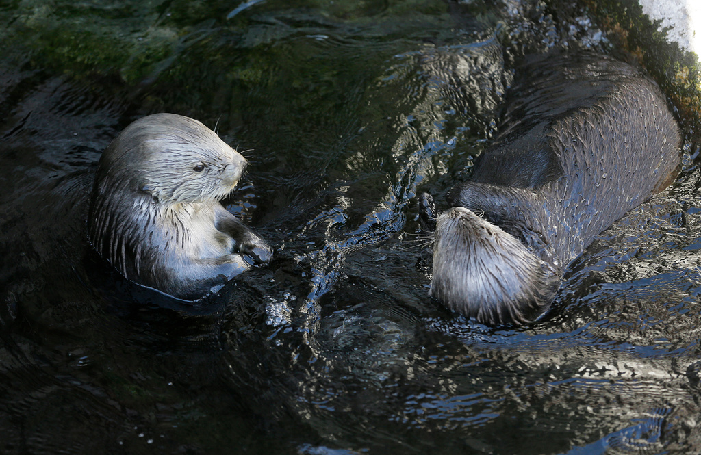 FILE - A pair of sea otters swim at the Monterey Bay Aquarium in Monterey, Calif., March 26, 2018. (AP Photo/Eric Risberg, File)